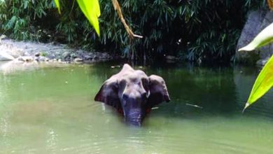 Photo of സ്ഫോടക വസ്തു പൊട്ടിത്തെറിച്ച്‌ കാട്ടാന ചെരിഞ്ഞ സംഭവത്തില്‍ സ്ഫോടകവസ്തു വെച്ചത് തേങ്ങയിൽ.