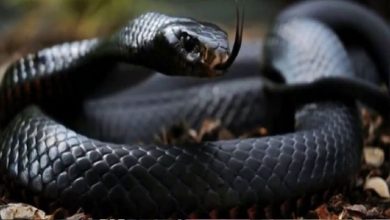 Photo of വനത്തിൽ മൂർഖൻ്റെ കടിയേറ്റ ആദിവാസി ബാലന് രക്ഷയായത് ഡോക്ടർമാരുടെ കൂട്ടായ പരിശ്രമം
