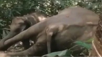 Photo of വിതുരയിൽ കാട്ടാന ചരിഞ്ഞു, അമ്മ സ്നേഹവുമായി ഒരു കുട്ടിയാന.