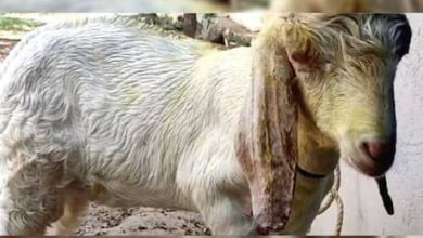 Photo of ആസിഡ് ആക്രമണം മിണ്ടാപ്രാണിയോടും, പകപോക്കലില്‍ ആടിന്റെ കാഴ്ച ശക്തി നഷ്ടമായി