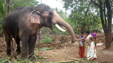 Photo of നി​ബ​ന്ധ​ന​ക​ള്‍ ലം​ഘി​ച്ചു; തെ​ച്ചി​ക്കോ​ട്ടു​കാ​വ്‌ രാ​മ​ച​ന്ദ്ര​ന് വീണ്ടും താ​ല്‍​ക്കാ​ലി​ക വി​ല​ക്കേർപ്പെടുത്തി വനംവകുപ്പ്