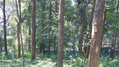 Photo of പുലിയെന്നുകരുതി തിരച്ചിൽ; ഒടുവിൽ കണ്ടെത്തിയത് കാട്ടുപൂച്ചയും