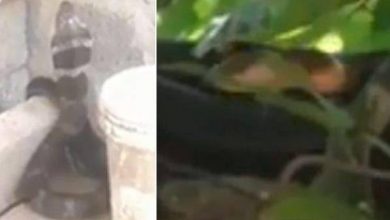 Photo of മണിക്കൂറുകളോളം വീട്ടുകാരെ ഭീതിയിലാഴ്ത്തിയ രാജവെമ്പാലയെ പിടികൂടി