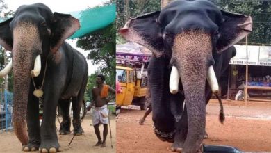 Photo of ആനകളില്‍ പ്രമുഖന്‍ ‘ഗുരുവായൂര്‍ വലിയ കേശവന്‍’ ചരിഞ്ഞു