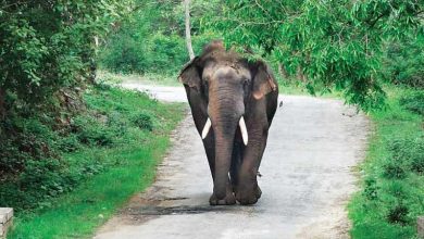 Photo of ആന തുമ്പിക്കയ്യിൽ തൂക്കി നിലത്തടിച്ചു; ഫോറസ്റ്റ് വാച്ചർക്ക് ഗുരുതര പരുക്ക്