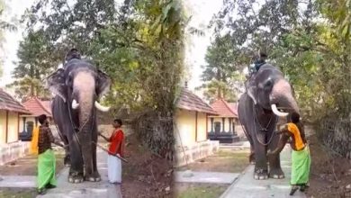 Photo of ഫോട്ടോയില്‍ തലയുയര്‍ത്തി നില്‍ക്കാന്‍ ആനയ്‌ക്ക് ക്രൂരമര്‍ദ്ദനം; ഒന്നാം പാപ്പാന്‍ ഒളിവില്‍