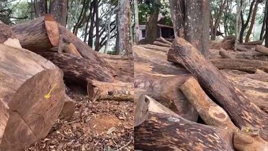 Photo of വയനാട് മുട്ടില്‍ മരം കൊള്ള: പ്രതികള്‍ നല്‍കിയ മുന്‍കൂര്‍ ജാമ്യാപേക്ഷ ഇന്ന് പരിഗണിക്കും