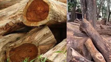 Photo of മുട്ടിൽ മരംമുറി കേസ്; ഉന്നതതല അന്വേഷണ സംഘത്തിലേക്കുള്ള ക്രൈംബ്രാഞ്ച് അംഗങ്ങളെ തീരുമാനിച്ചു
