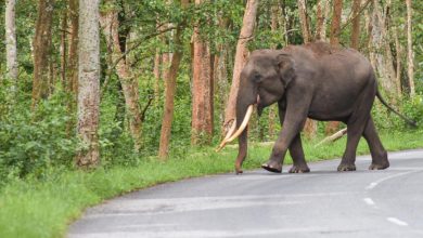 Photo of ചക്ക തേടിയെത്തി കാട്ടാന;വാതിൽ ചവിട്ടി പൊളിച്ച് അകത്തു കയറി,കട്ടിലിനടിയിലെ ചക്ക   കൊണ്ടുപോയി !