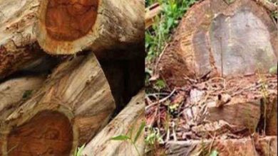 Photo of മറയൂര്‍ ചന്ദനക്കടത്തിനു പിന്നില്‍ മലയാളികള്‍