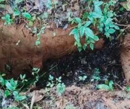 Photo of പഴക്കം ചെന്ന ഖബര്‍ മണ്ണ് നീക്കം ചെയ്തതായി പരാതി.