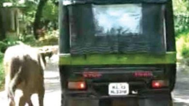 Photo of പോത്തിനെ ഓട്ടോറിക്ഷയില്‍ കെട്ടിവലിച്ച രണ്ടു പേര്‍ അറസ്റ്റില്‍