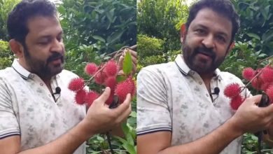 Photo of ‘ഇത് കര്‍ഷകരെ ബാധിക്കരുത്, വവ്വാല്‍ കടിച്ച പഴങ്ങള്‍ ഒഴിവാക്കുക’; റമ്പൂട്ടാന്‍  ഭയത്തെ കുറിച്ച്‌ കൃഷ്ണകുമാര്‍