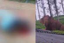 Photo of കാട്ടാന ആക്രമണം;  എസ്റ്റേറ്റ് തൊഴിലാളി മരിച്ചു