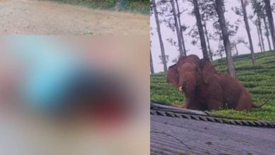 Photo of കാട്ടാന ആക്രമണം;  എസ്റ്റേറ്റ് തൊഴിലാളി മരിച്ചു