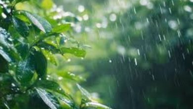 Photo of സംസ്ഥാനത്ത് ഇന്നും അതിതീവ്ര മഴയ്ക്ക് സാധ്യത; തീരപ്രദേശത്ത് ഉള്ളവർ ജാ​ഗ്രതപാലിക്കമെന്ന് കേന്ദ്ര കാലാവസ്ഥ നിരീക്ഷണ കേന്ദ്രം