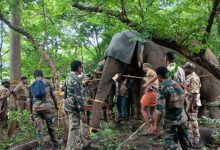 Photo of പി ടി ഫൈവ് കാട്ടാനയെ ചികിത്സ നല്‍കി വനത്തിനുള്ളിലേക്ക് തിരിച്ചയച്ചു; 20 ദിവസം നിരീക്ഷിക്കും
