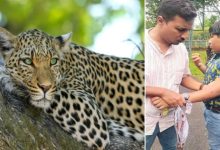 Photo of ബെംഗളൂരു ബന്നേർഘട്ട നാഷണൽ പാർക്കിൽ വാഹന സഫാരിക്കിടെ 12 കാരനെ പുള്ളിപുലി ആക്രമിച്ചു