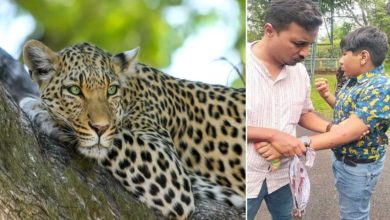 Photo of ബെംഗളൂരു ബന്നേർഘട്ട നാഷണൽ പാർക്കിൽ വാഹന സഫാരിക്കിടെ 12 കാരനെ പുള്ളിപുലി ആക്രമിച്ചു