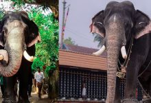 Photo of പ്രശസ്ത ആന ഈരാറ്റുപേട്ട അയ്യപ്പൻ ചരിഞ്ഞു