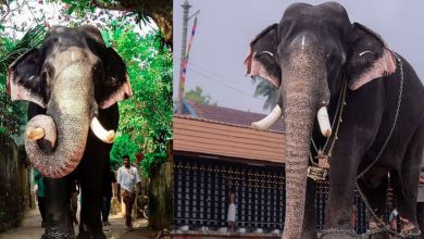 Photo of പ്രശസ്ത ആന ഈരാറ്റുപേട്ട അയ്യപ്പൻ ചരിഞ്ഞു