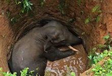 Photo of സ്വകാര്യ വ്യക്തിയുടെ പുരയിടത്തിലെ കിണറ്റിൽ വീണ കാട്ടാനയെ രക്ഷിക്കാൻ ശ്രമം; നാട്ടുകാരുടെ പ്രതിഷേധം, 144 പ്രഖ്യാപിച്ചു