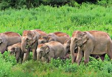 Photo of ഇന്ന് ലോക ഗജദിനം; അറിയാം ആനവിശേഷം