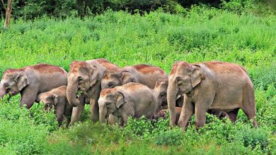 Photo of ഇന്ന് ലോക ഗജദിനം; അറിയാം ആനവിശേഷം