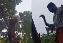 Photo of സ്‌കൂളിന് സുരക്ഷാ ഭീഷണിയായ മരം മുറിക്കാൻ നടപടിയായില്ല;അധ്യാപകൻ തന്നെ  മരംമുറിക്കുന്ന ജോലി ഏറ്റെടുത്തു