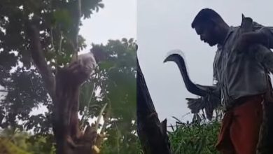 Photo of സ്‌കൂളിന് സുരക്ഷാ ഭീഷണിയായ മരം മുറിക്കാൻ നടപടിയായില്ല;അധ്യാപകൻ തന്നെ  മരംമുറിക്കുന്ന ജോലി ഏറ്റെടുത്തു
