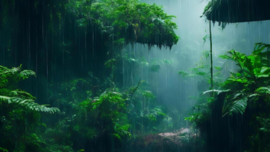 Photo of മഴ മുന്നറിയിപ്പിൽ മാറ്റം; ഇടുക്കി, പാലക്കാട്, മലപ്പുറം ജില്ലകളിലെ റെഡ് അലേർട്ട് പിൻവലിച്ചു