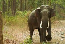 Photo of കാട്ടാന ആക്രമണം; മുത്തശ്ശിയും മൂന്ന് വയസ്സുകാരി കൊച്ചു മകളും മരിച്ചു