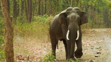 Photo of കാട്ടാന ആക്രമണം; മുത്തശ്ശിയും മൂന്ന് വയസ്സുകാരി കൊച്ചു മകളും മരിച്ചു