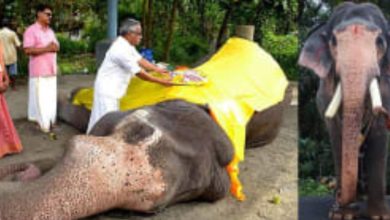 Photo of ഗുരുവായൂർ ഗോകുൾ ചരിഞ്ഞ സംഭവത്തിൽ അന്വേഷണം ആരംഭിച്ചു; മരണകാരണം മർദ്ദനമെന്ന് പ്രാഥമിക റിപ്പോർട്ട്