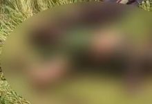 Photo of മഹാരാഷ്ട്രയിൽ വൃദ്ധ ദമ്പതികളെ പുലി കടിച്ചുകൊന്നു; മൃതദേഹങ്ങൾ പാതി ഭക്ഷിച്ച നിലയിൽ