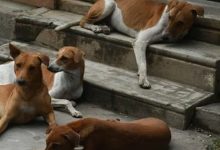 Photo of ‘വിദേശ രാജ്യങ്ങള്‍ക്ക് മുന്നില്‍ രാജ്യത്തിന്റെ പ്രതിച്ഛായ ഇടിയുന്നു’; തെരുവുനായ വിഷയത്തില്‍ സംസ്ഥാനങ്ങൾക്കെതിരെ സുപ്രീംകോടതി