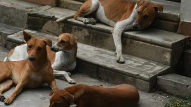 Photo of ‘വിദേശ രാജ്യങ്ങള്‍ക്ക് മുന്നില്‍ രാജ്യത്തിന്റെ പ്രതിച്ഛായ ഇടിയുന്നു’; തെരുവുനായ വിഷയത്തില്‍ സംസ്ഥാനങ്ങൾക്കെതിരെ സുപ്രീംകോടതി