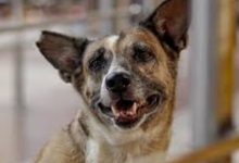 Photo of തെരുവുനായയെ കൂട്ടബലാത്സംഗം ചെയ്ത സംഭവത്തില്‍ പൊലീസ് കേസ് രജിസ്റ്റര്‍ ചെയ്തു