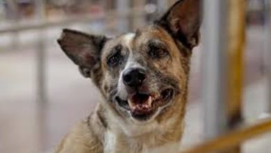 Photo of തെരുവുനായയെ കൂട്ടബലാത്സംഗം ചെയ്ത സംഭവത്തില്‍ പൊലീസ് കേസ് രജിസ്റ്റര്‍ ചെയ്തു