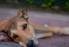 Photo of വടക്കഞ്ചേരിയിൽ കിടപ്പുരോഗിയായ വീട്ടമ്മയെ കടിച്ച തെരുവ് നായയ്ക്ക് പേവിഷബാധ സ്ഥിരീകരിച്ചു